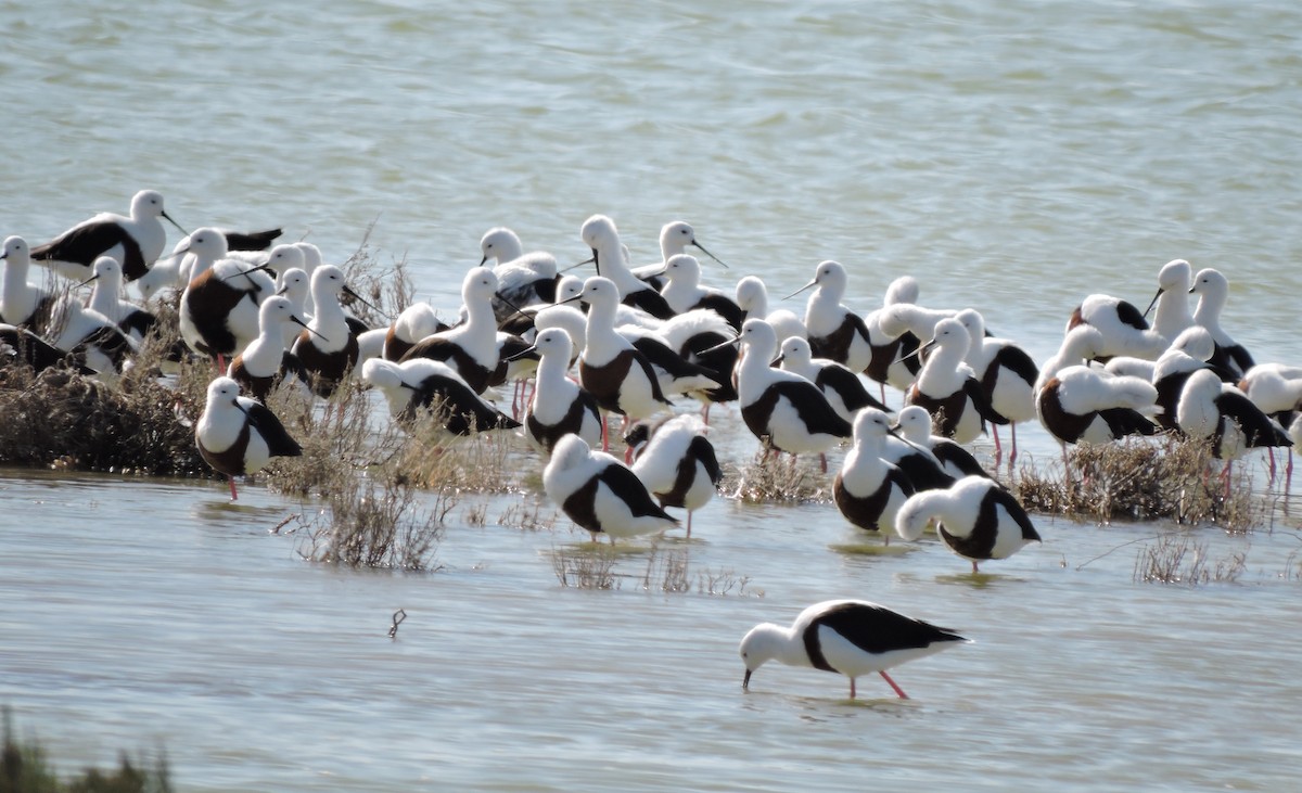 Banded Stilt - ML642909070