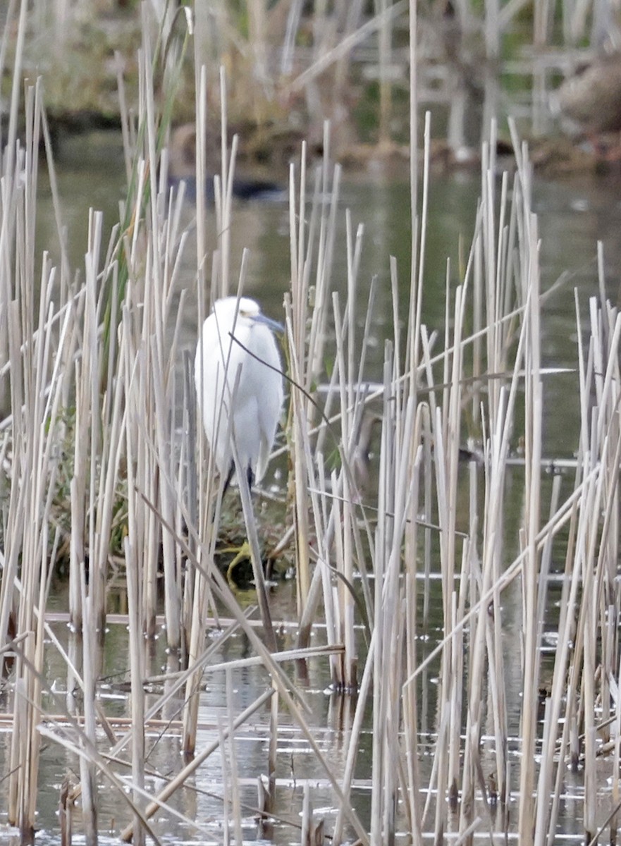Snowy Egret - ML642909071