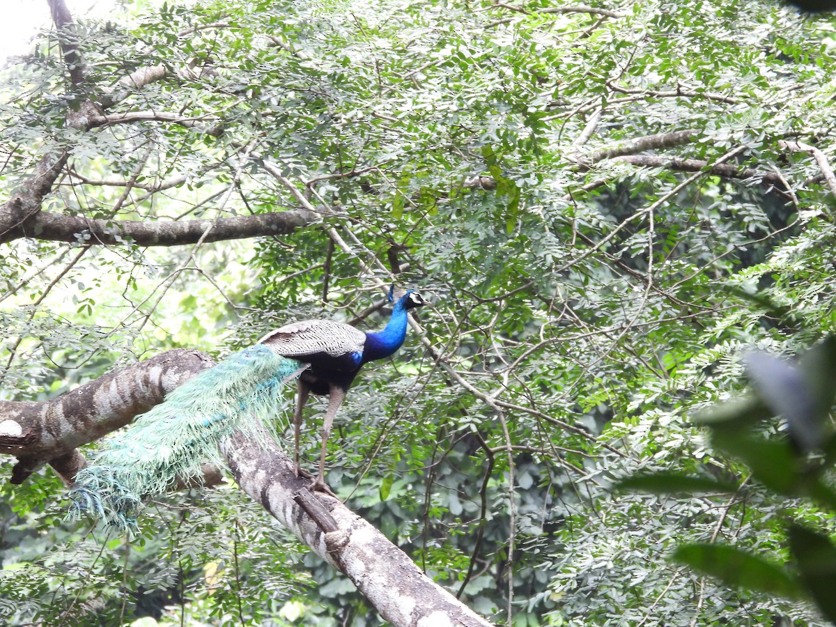 Indian Peafowl - ML642909073