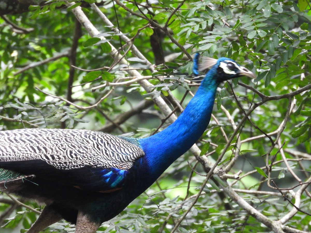 Indian Peafowl - ML642909074