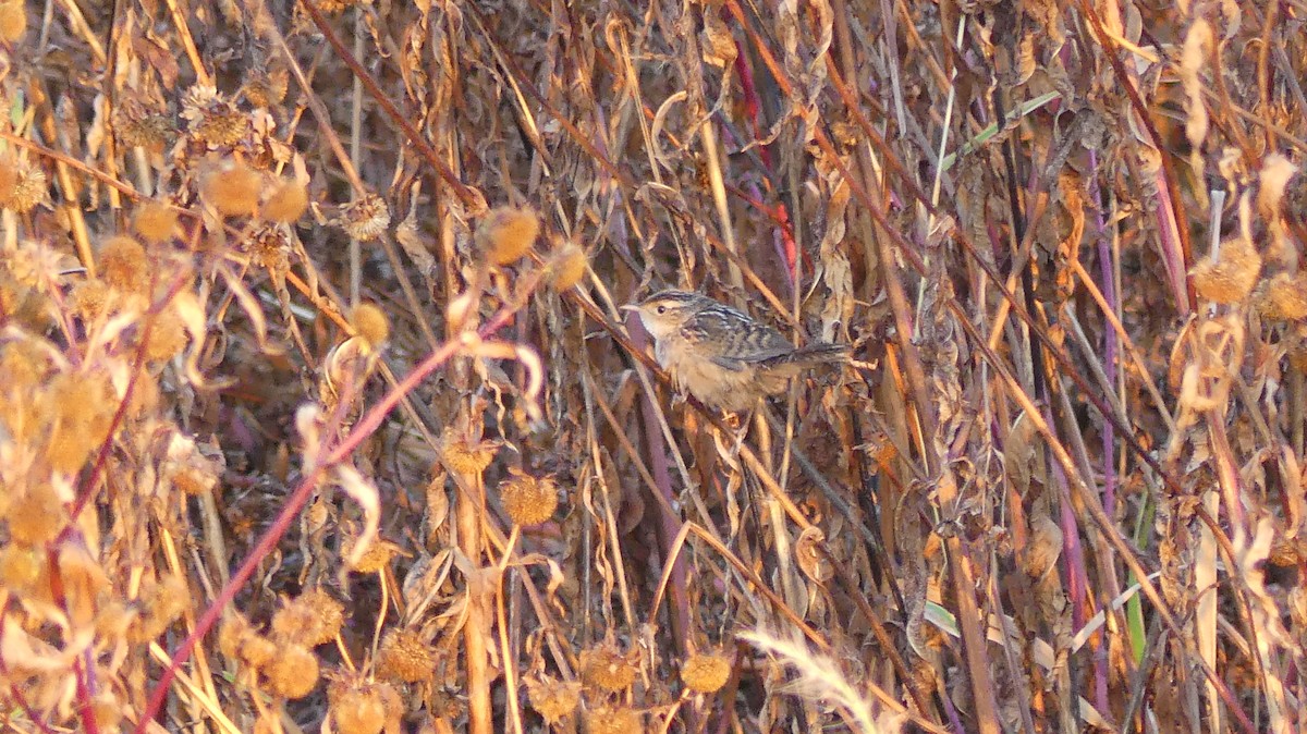 Sedge Wren - ML642909100