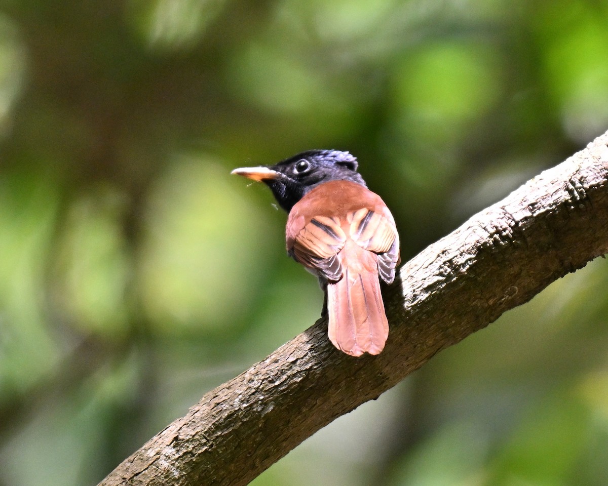 Amur Paradise-Flycatcher - ML642909113