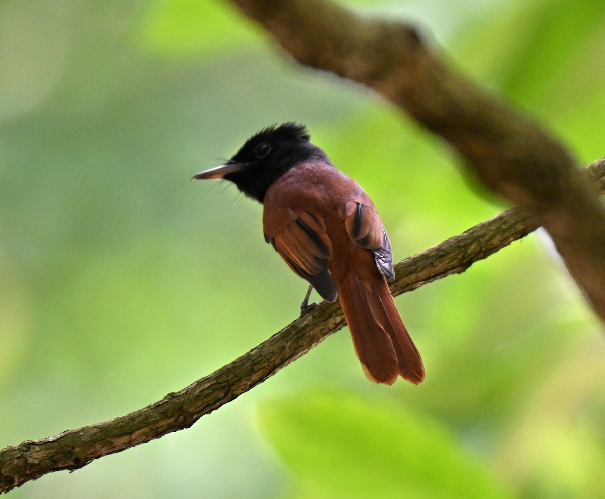 Amur Paradise-Flycatcher - ML642909114