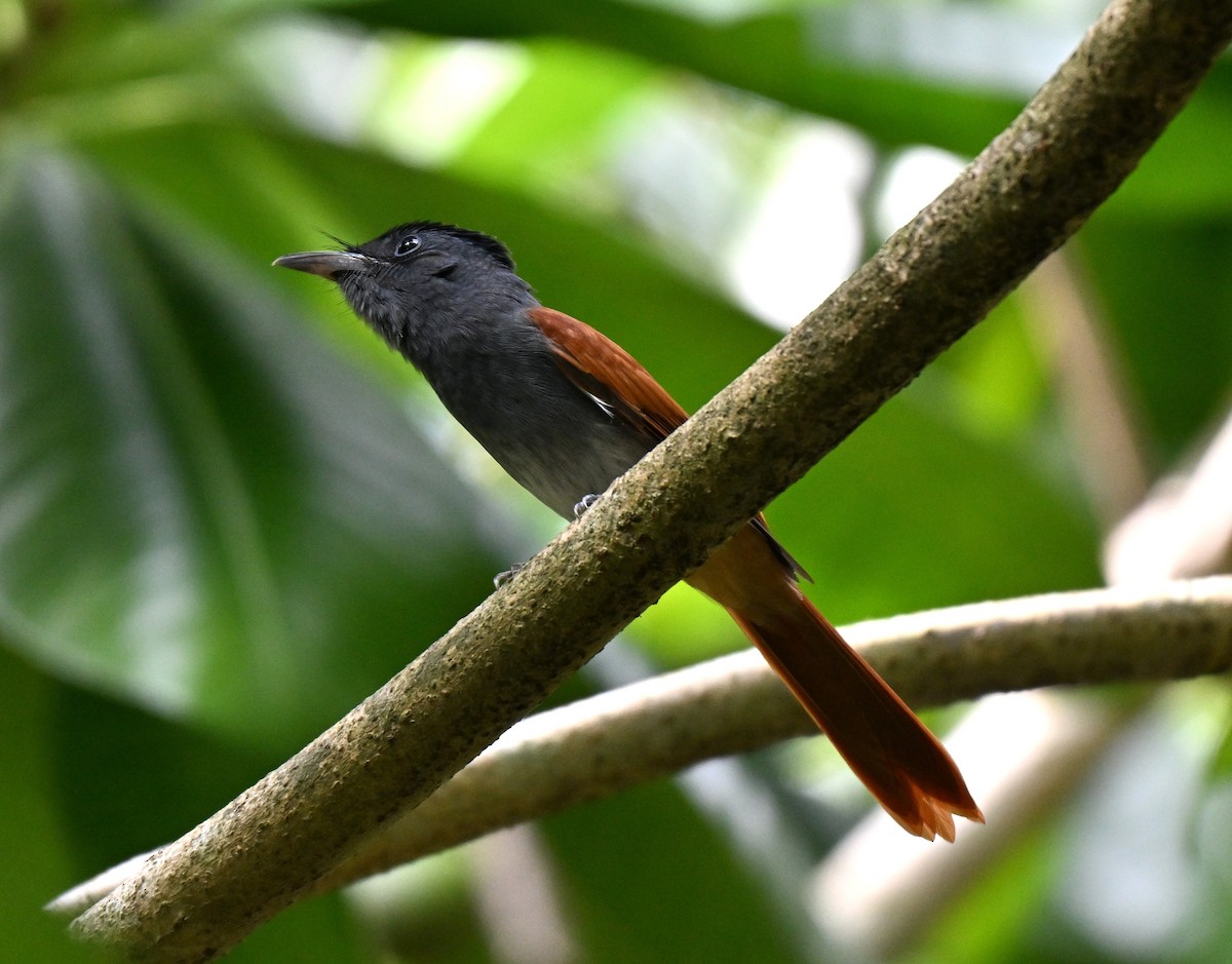 Amur Paradise-Flycatcher - ML642909115