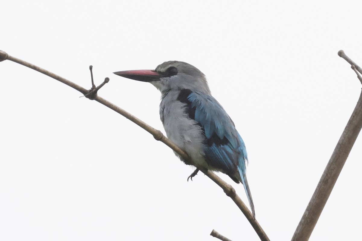 Woodland Kingfisher - ML642909129
