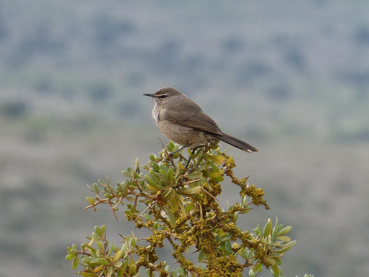 Karoo Scrub-Robin - ML642909130