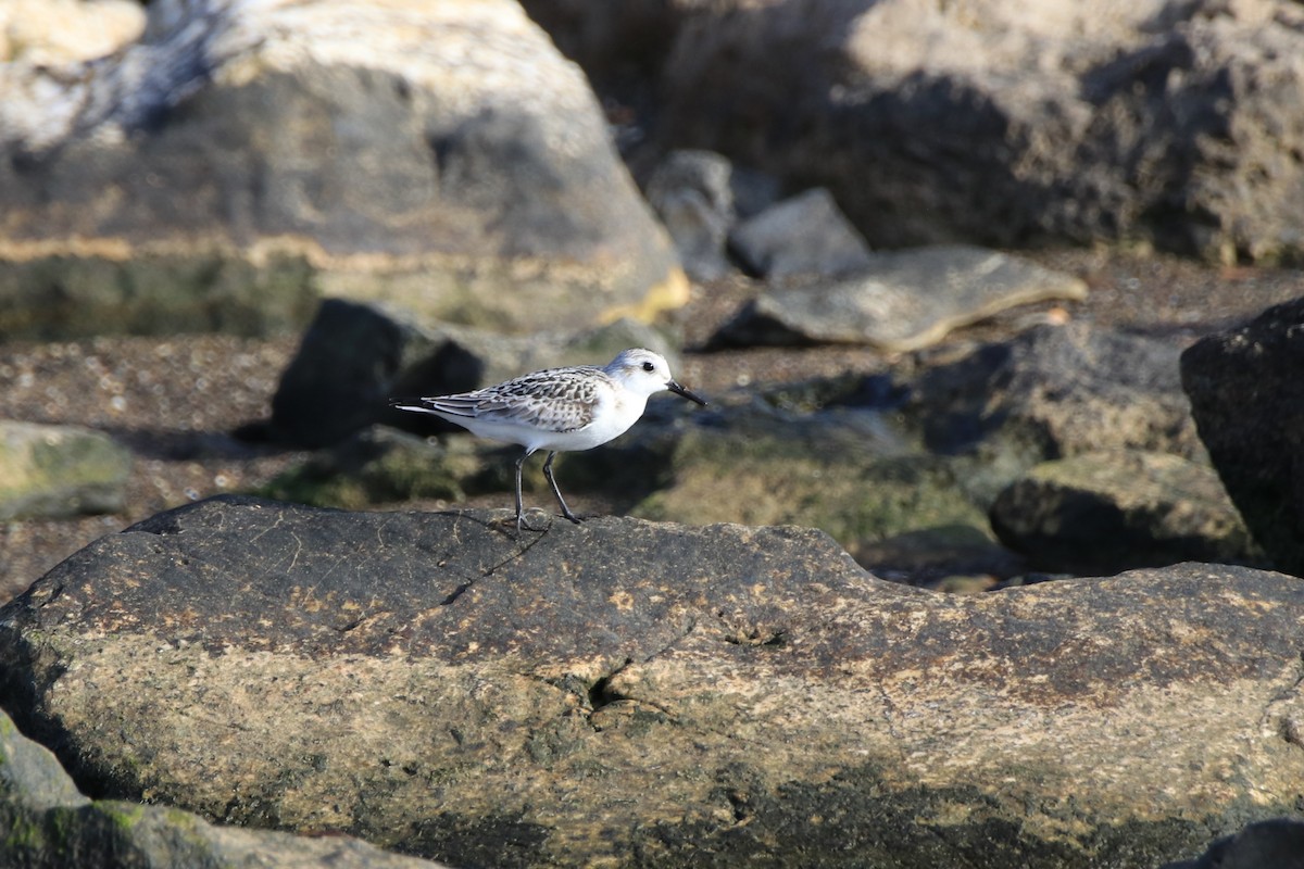 Sanderling - ML642909131