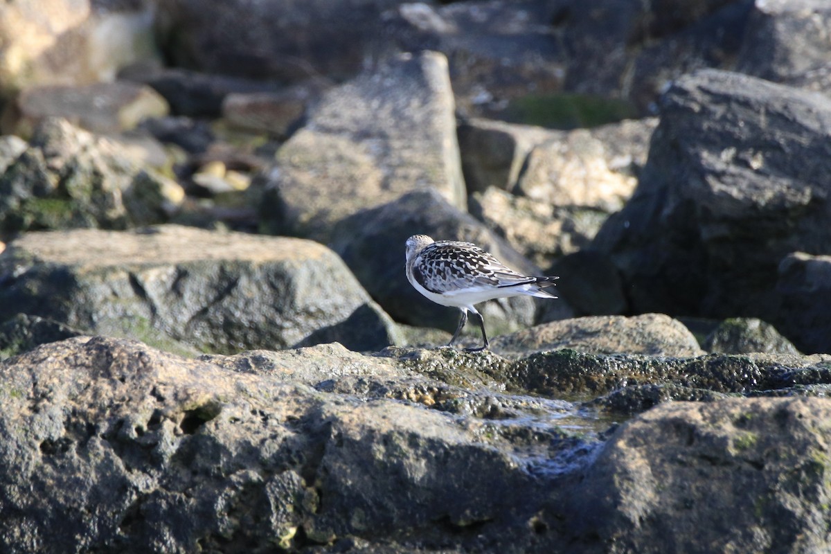 Sanderling - ML642909132