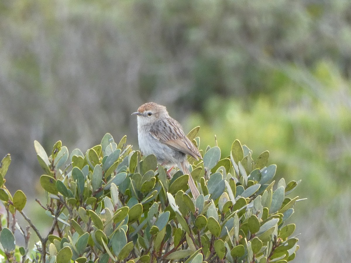 Gray-backed Cisticola - ML642909134