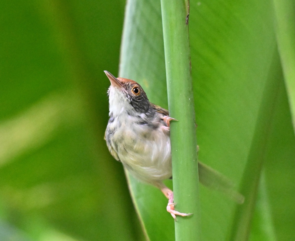 Common Tailorbird - ML642909135