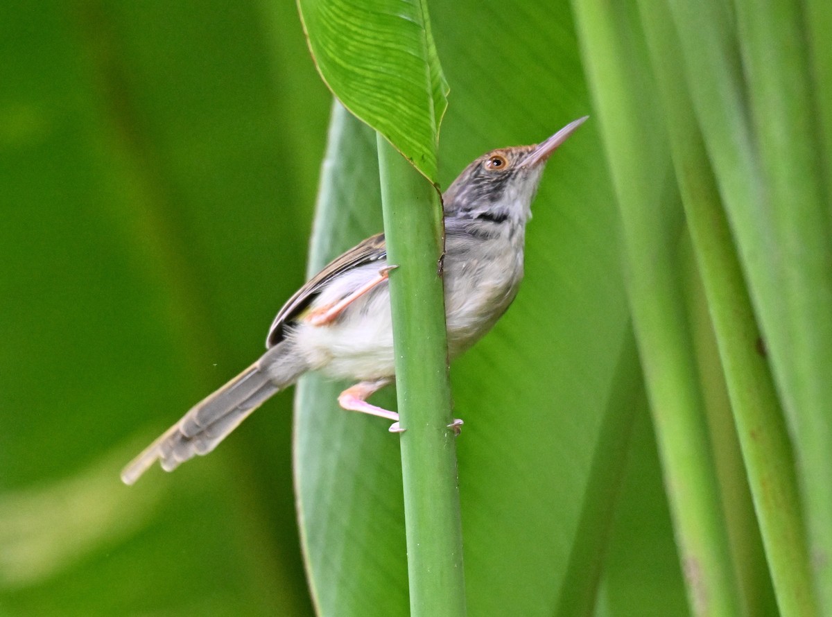 Common Tailorbird - ML642909136