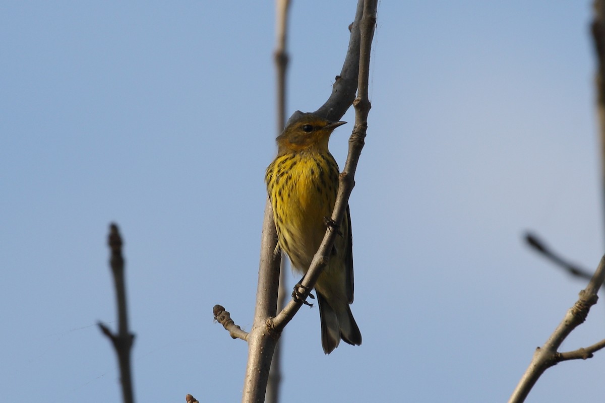 Cape May Warbler - ML642909137