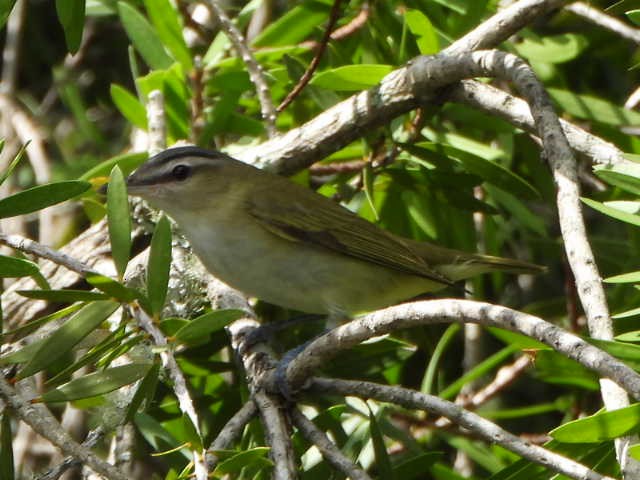 rødøyevireo - ML642909142