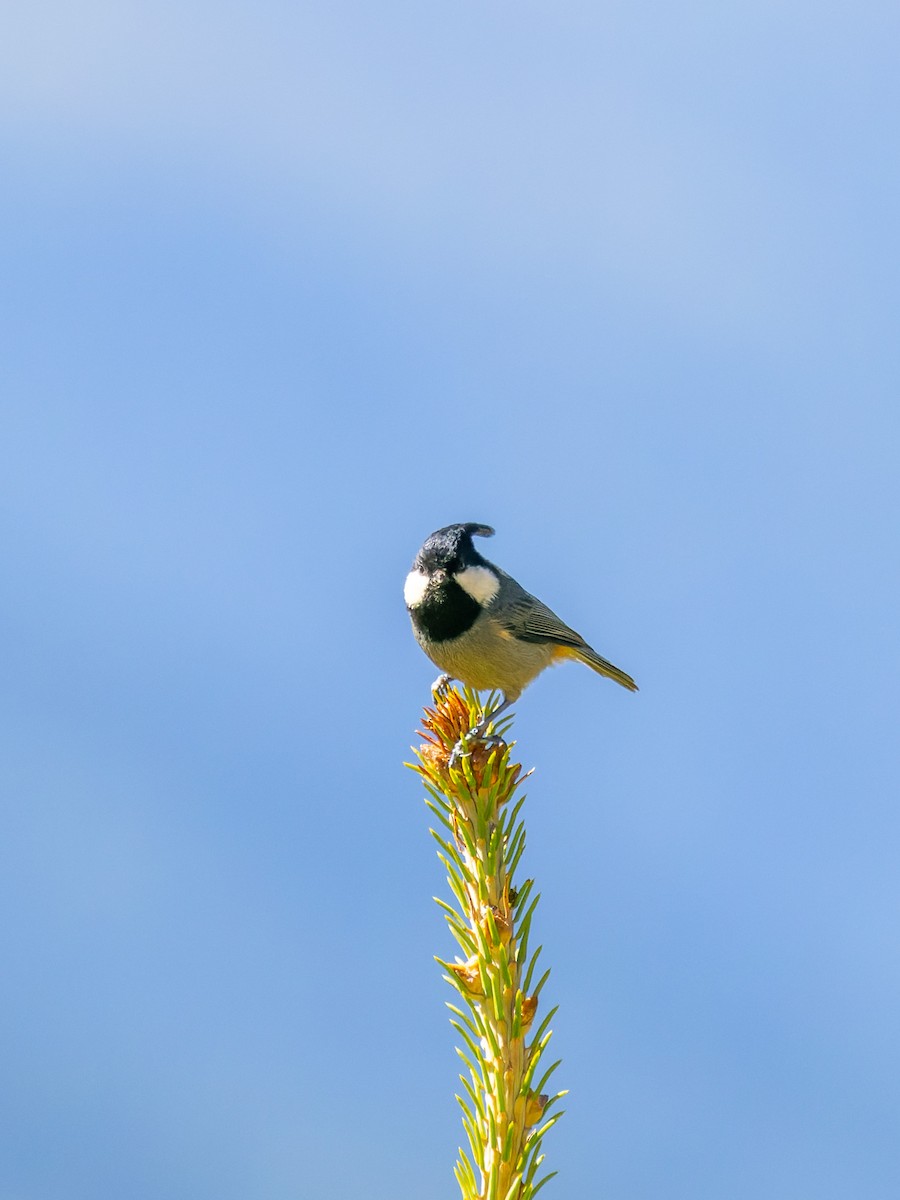 Rufous-vented Tit - ML642909145