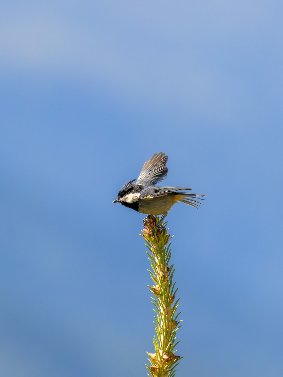 Rufous-vented Tit - ML642909146