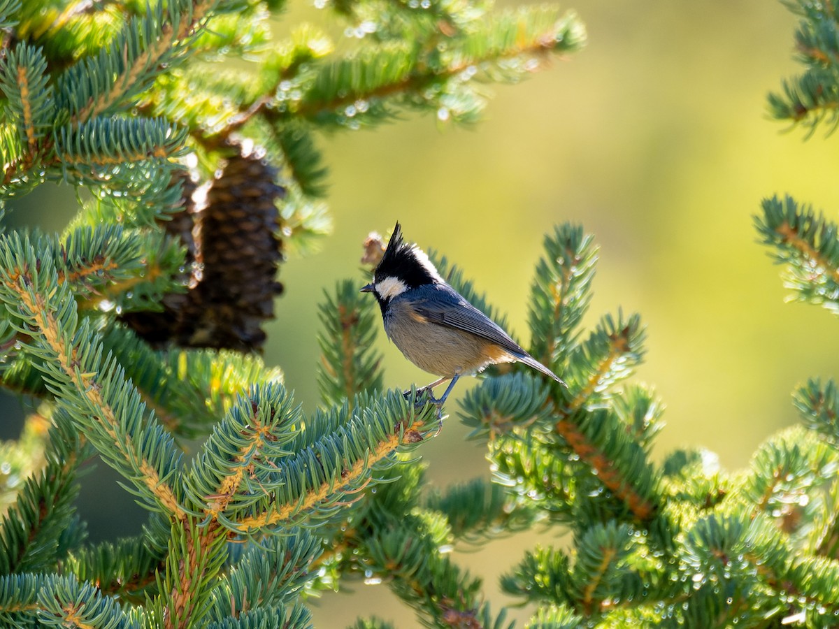 Rufous-vented Tit - ML642909147