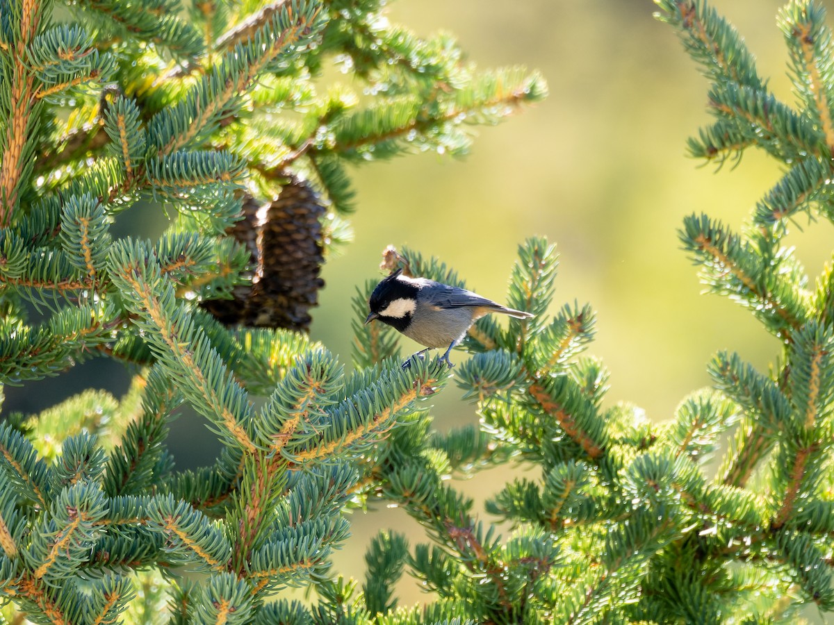 Rufous-vented Tit - ML642909148