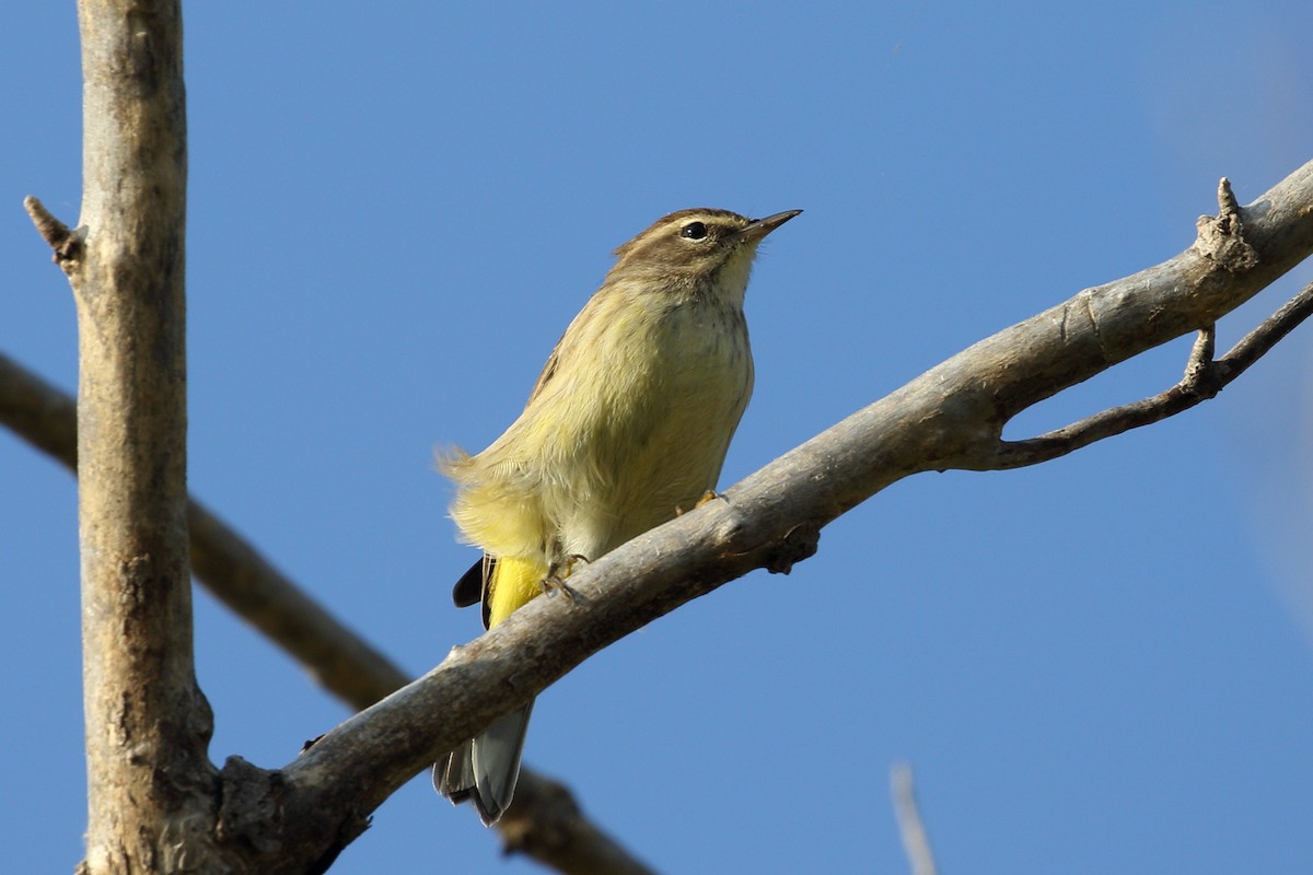 Palm Warbler - ML642909153