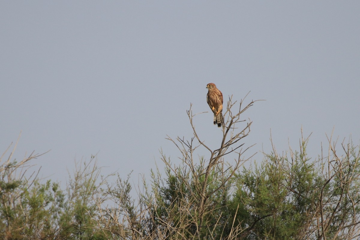 Eurasian Kestrel - ML642909157