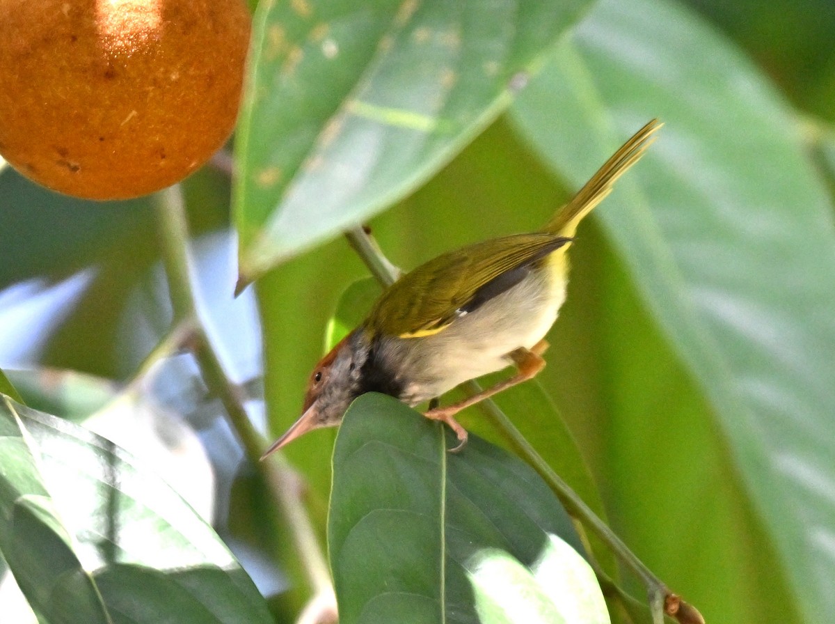 Dark-necked Tailorbird - ML642909166