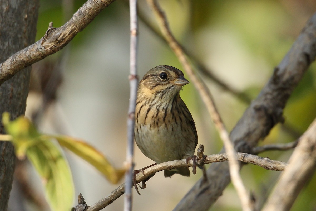 Lincoln's Sparrow - ML642909167
