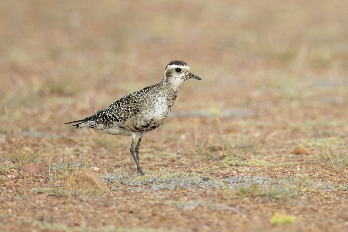 American Golden-Plover - ML642909168