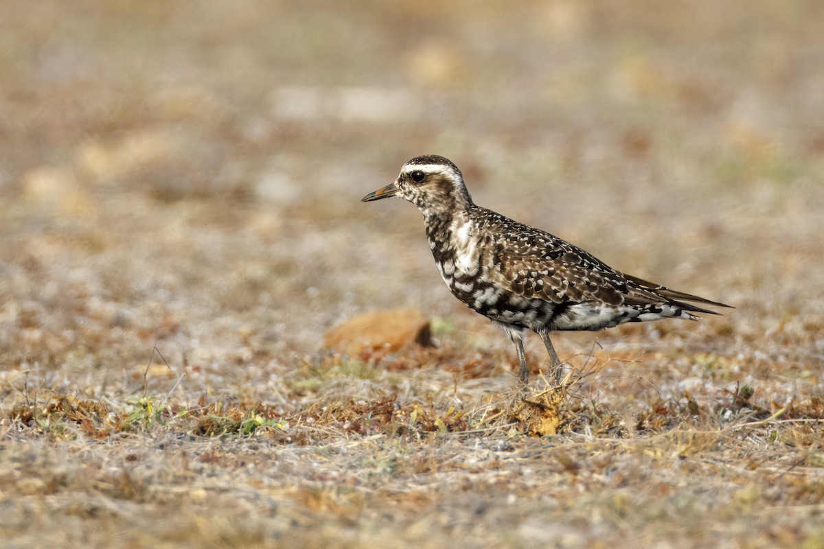 American Golden-Plover - ML642909169