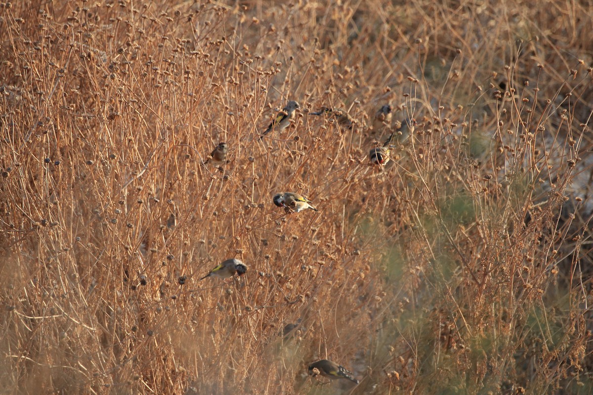 European Goldfinch - ML642909174