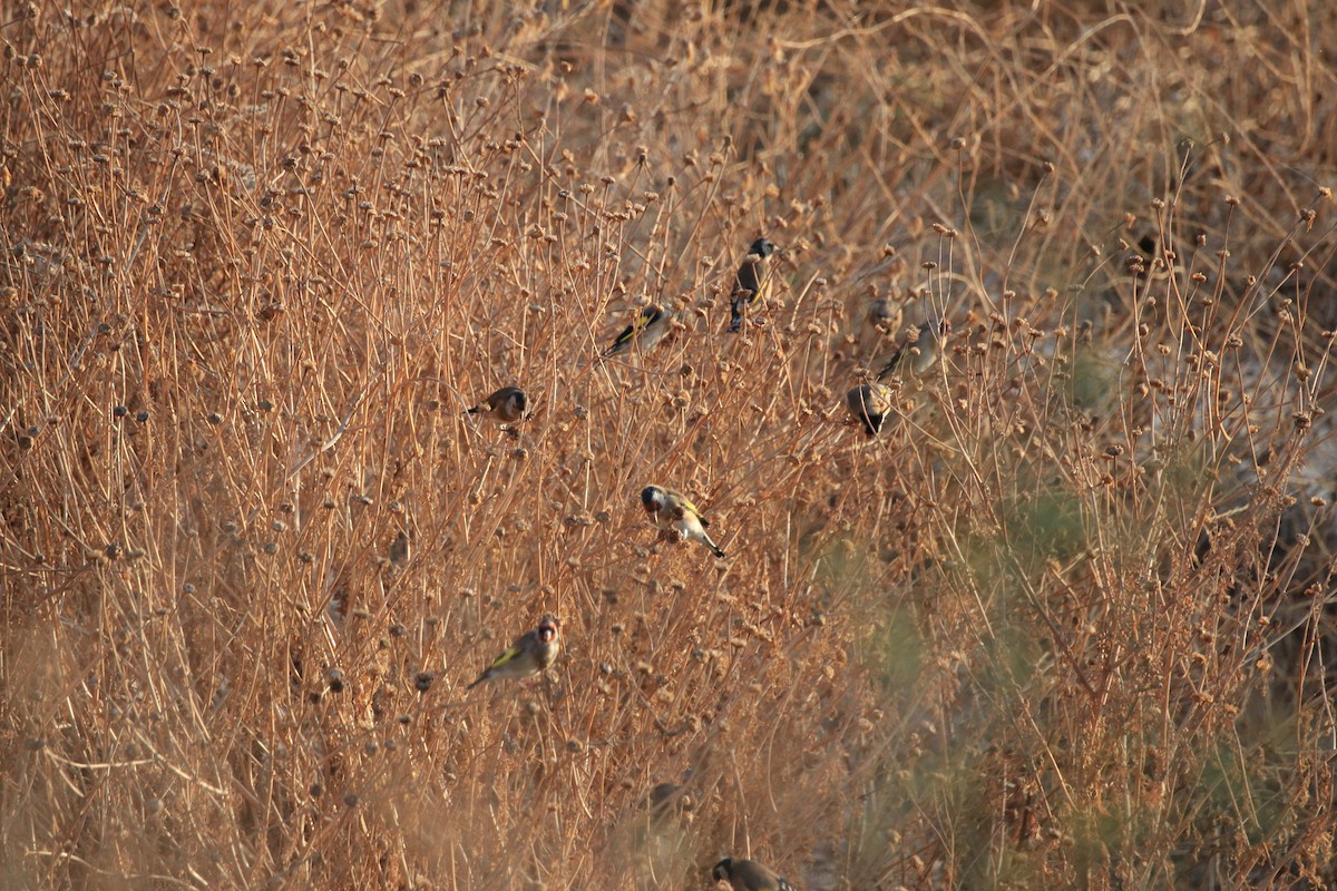European Goldfinch - ML642909175