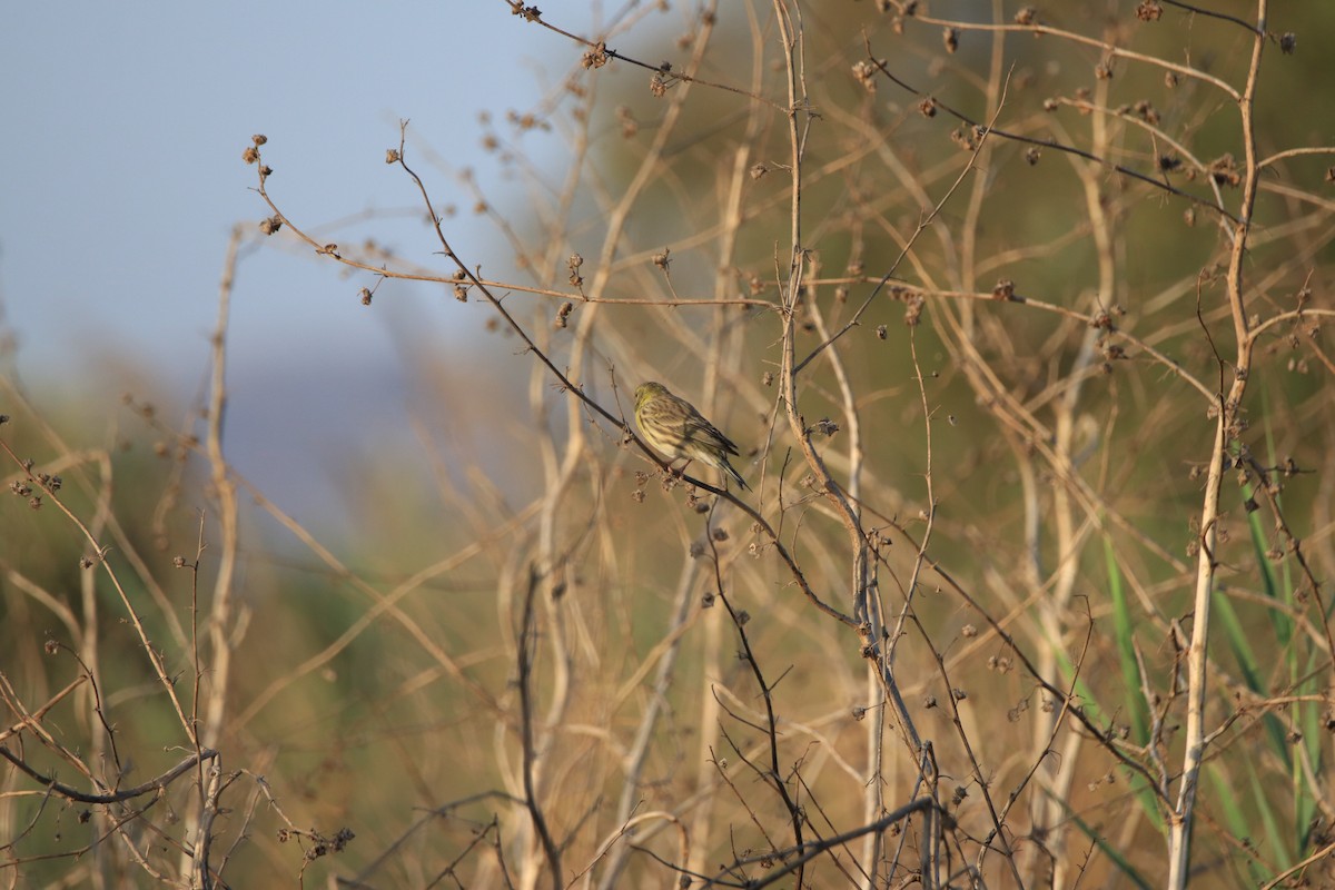European Serin - ML642909187