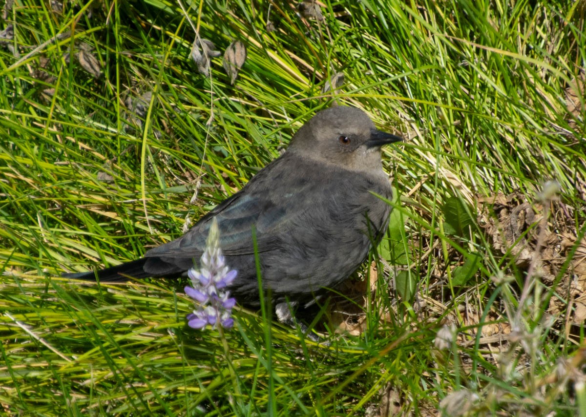 Brewer's Blackbird - ML642909217