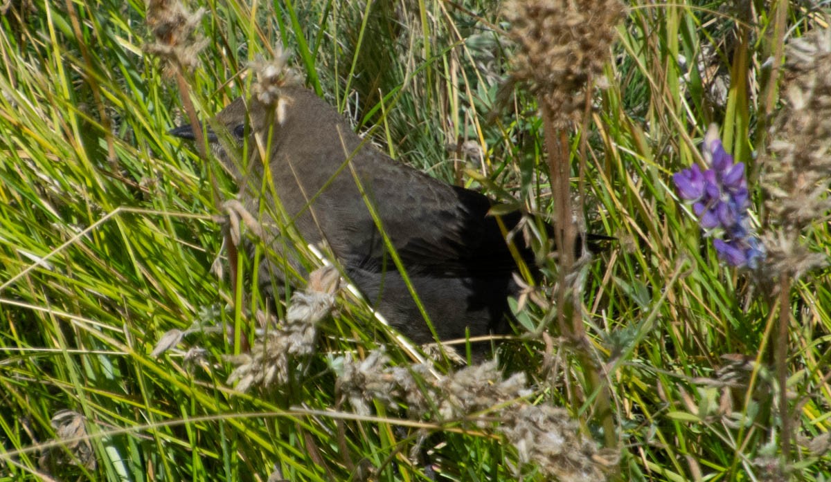 Brewer's Blackbird - ML642909219