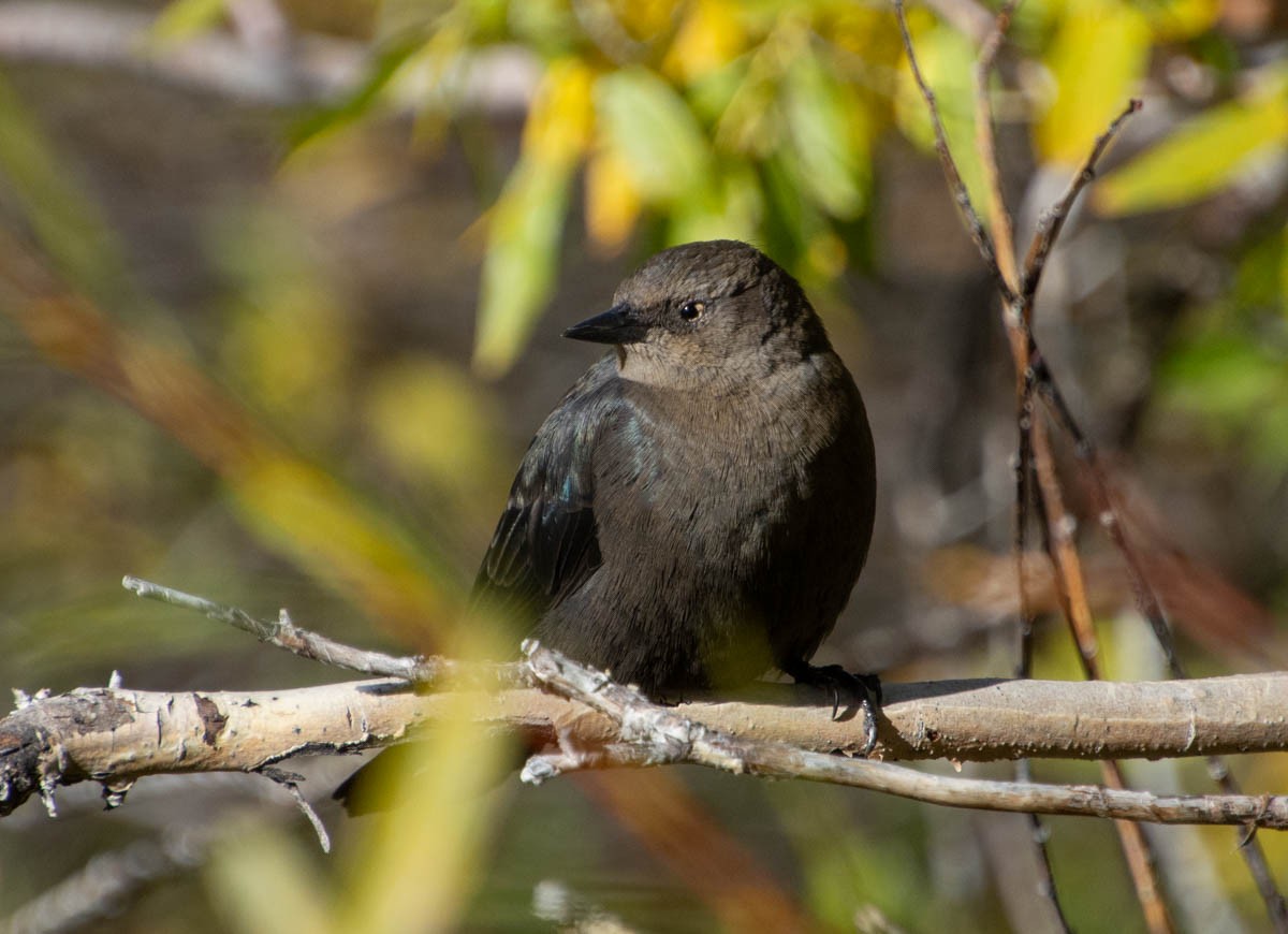 Brewer's Blackbird - ML642909220