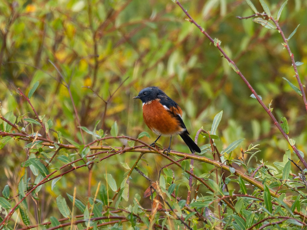White-throated Redstart - ML642909224