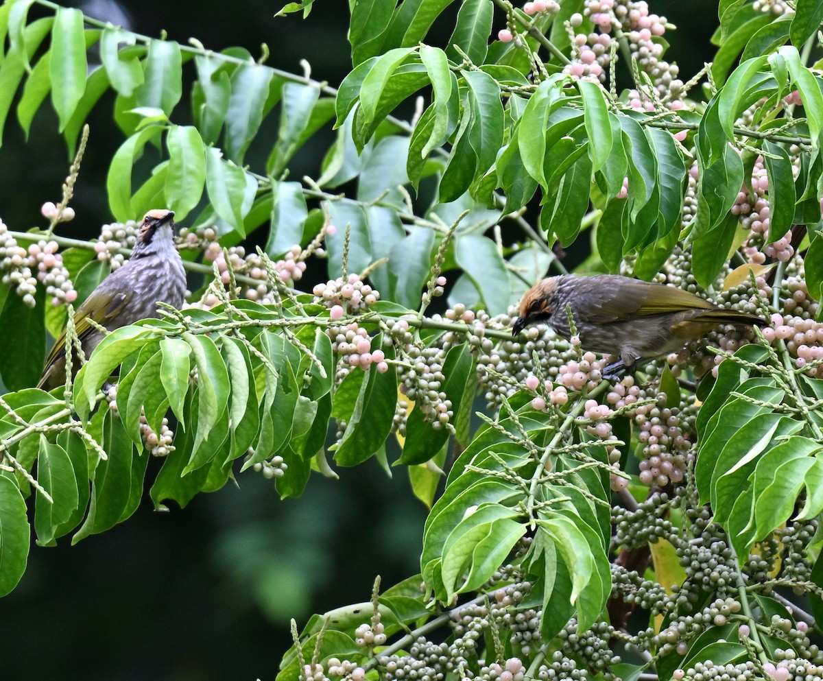 Bulbul à tête jaune - ML642909230