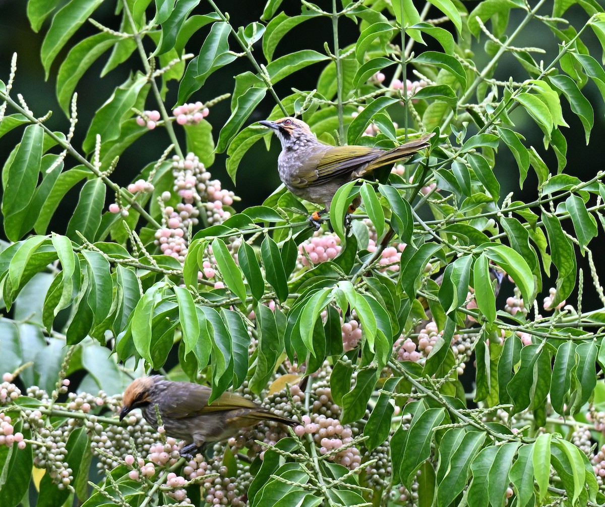 Bulbul à tête jaune - ML642909231