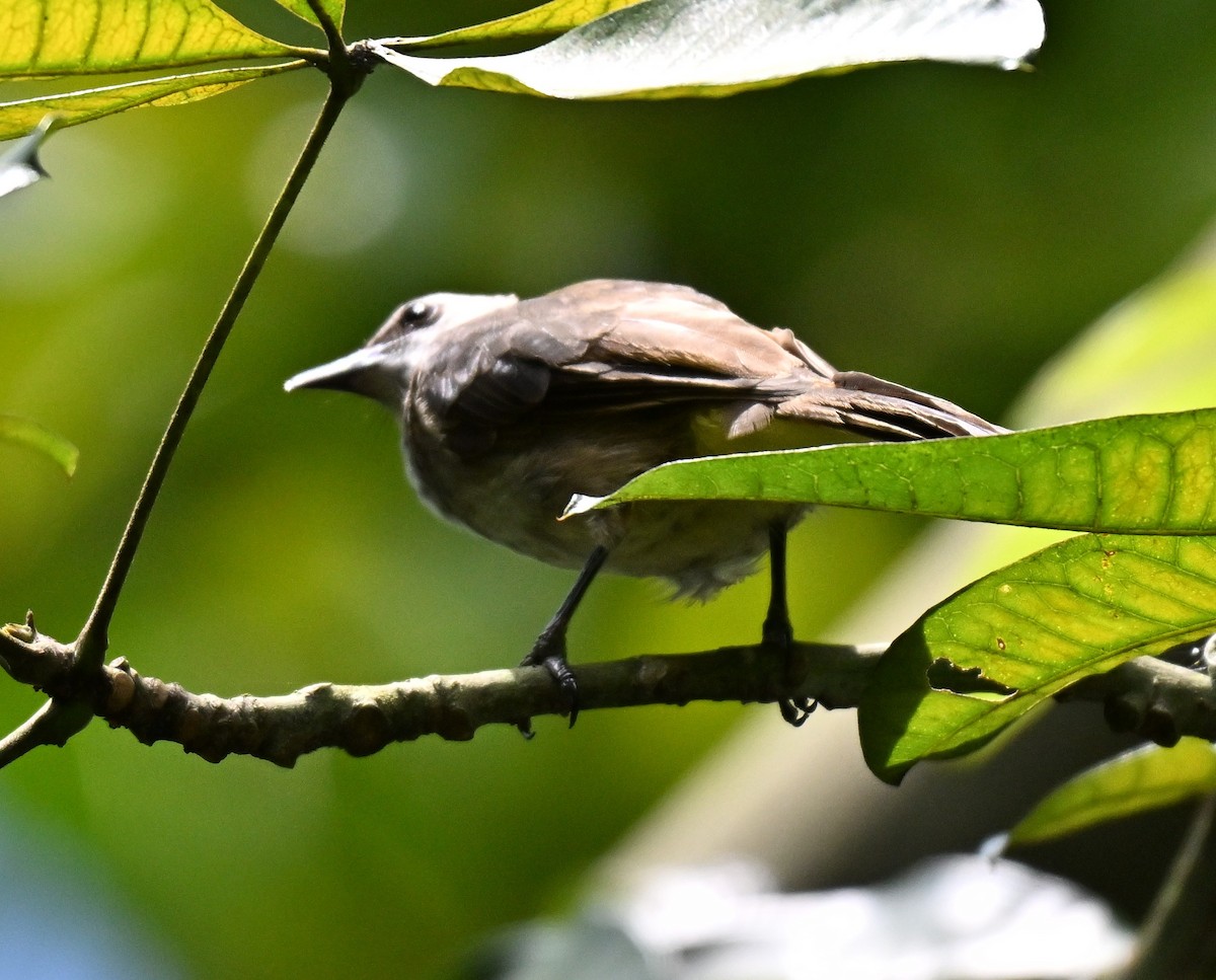 Yellow-vented Bulbul - ML642909235