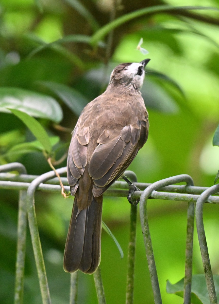 Yellow-vented Bulbul - ML642909236