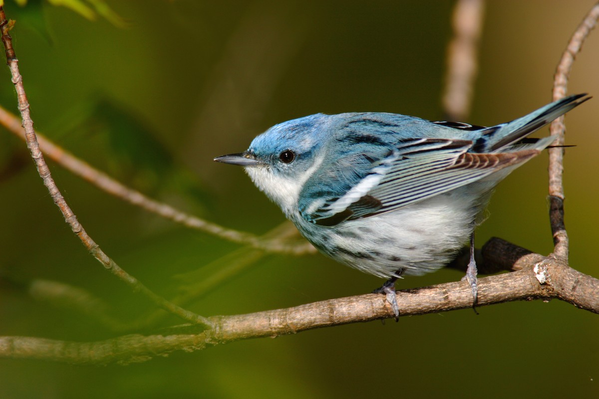 Cerulean Warbler - ML642909237