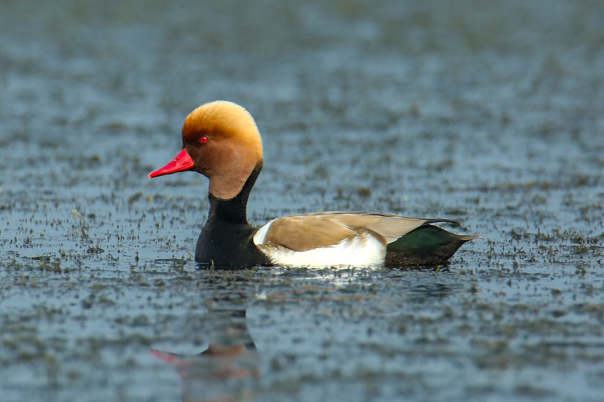 Red-crested Pochard - ML642909254
