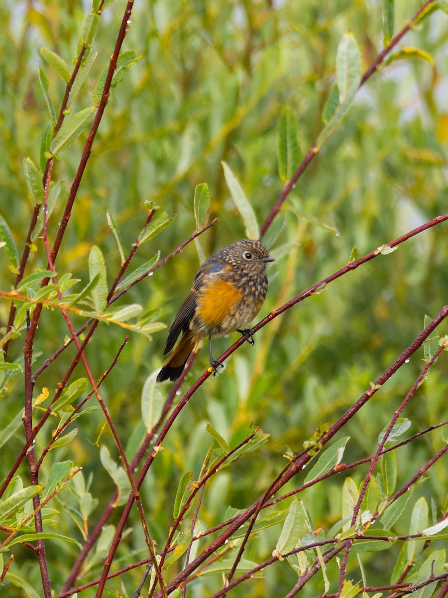 Blue-fronted Redstart - ML642909255