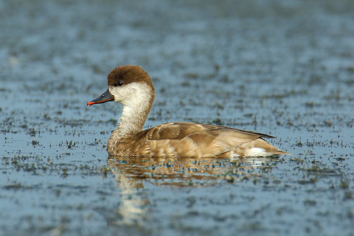 Red-crested Pochard - ML642909271