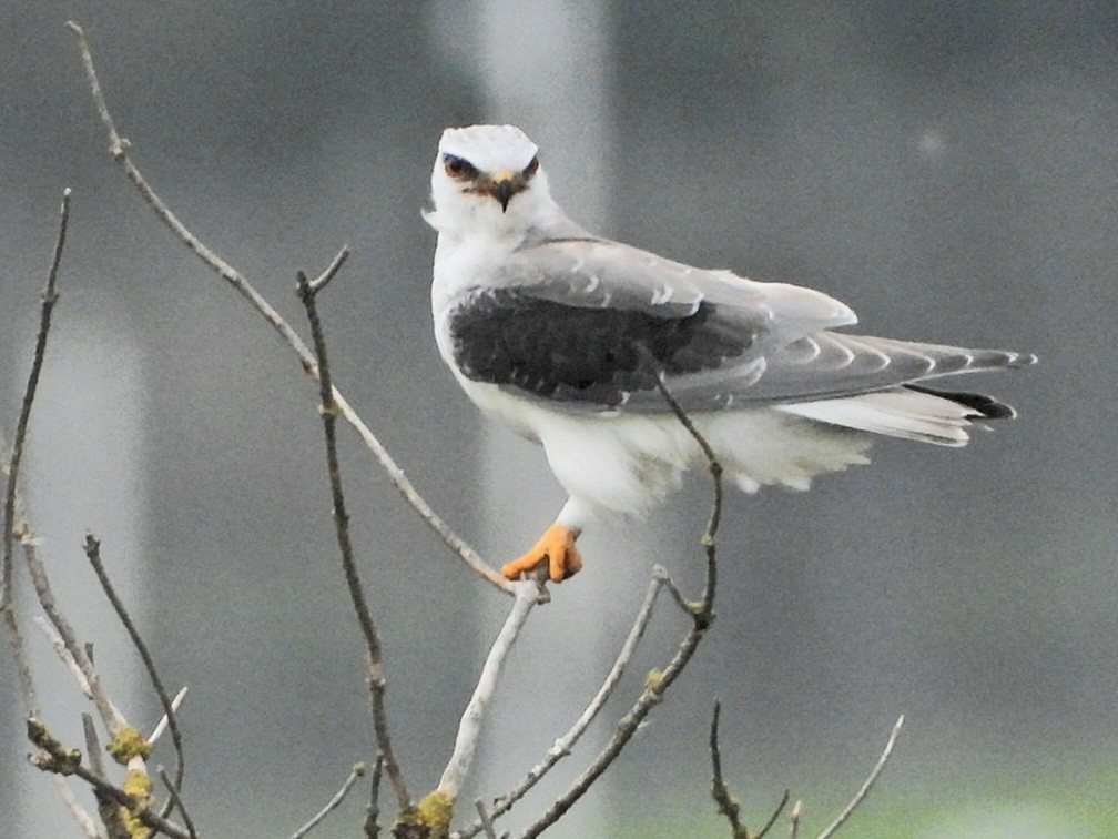 Black-winged Kite - ML642909285
