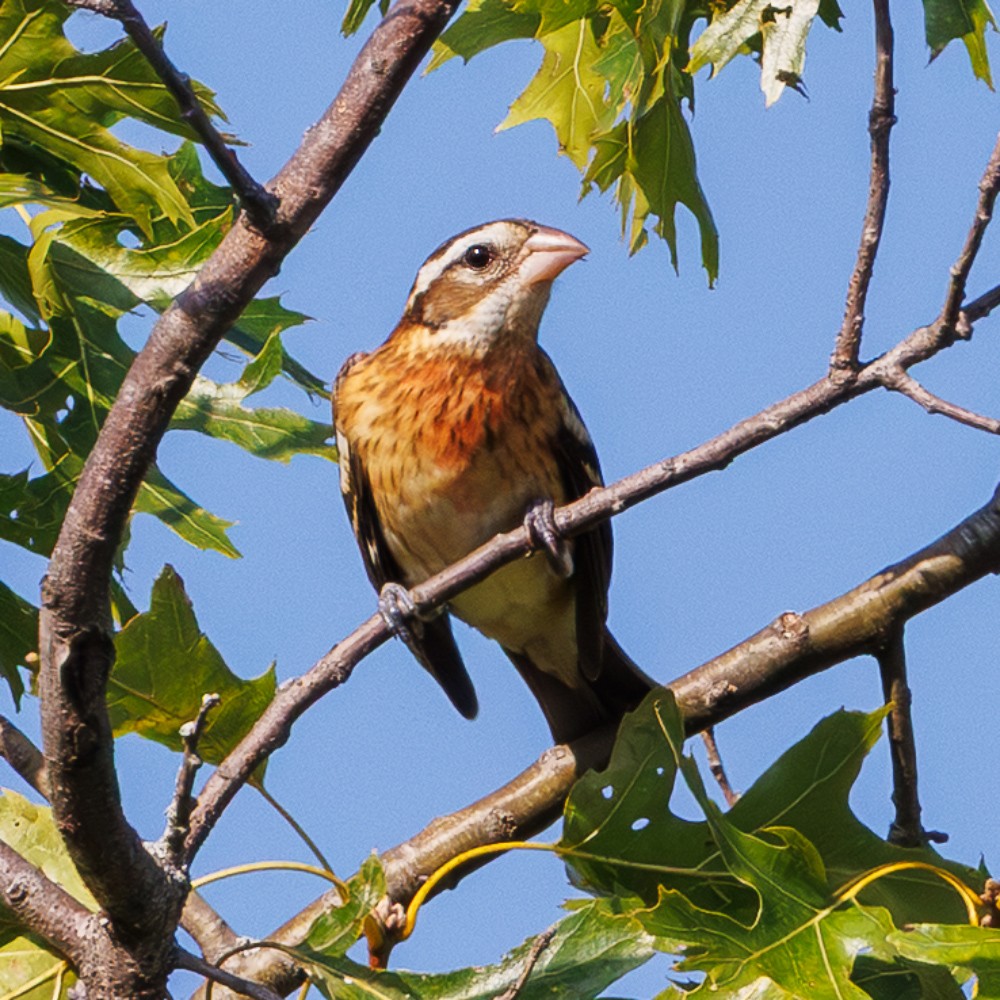 Rose-breasted Grosbeak - ML642909290