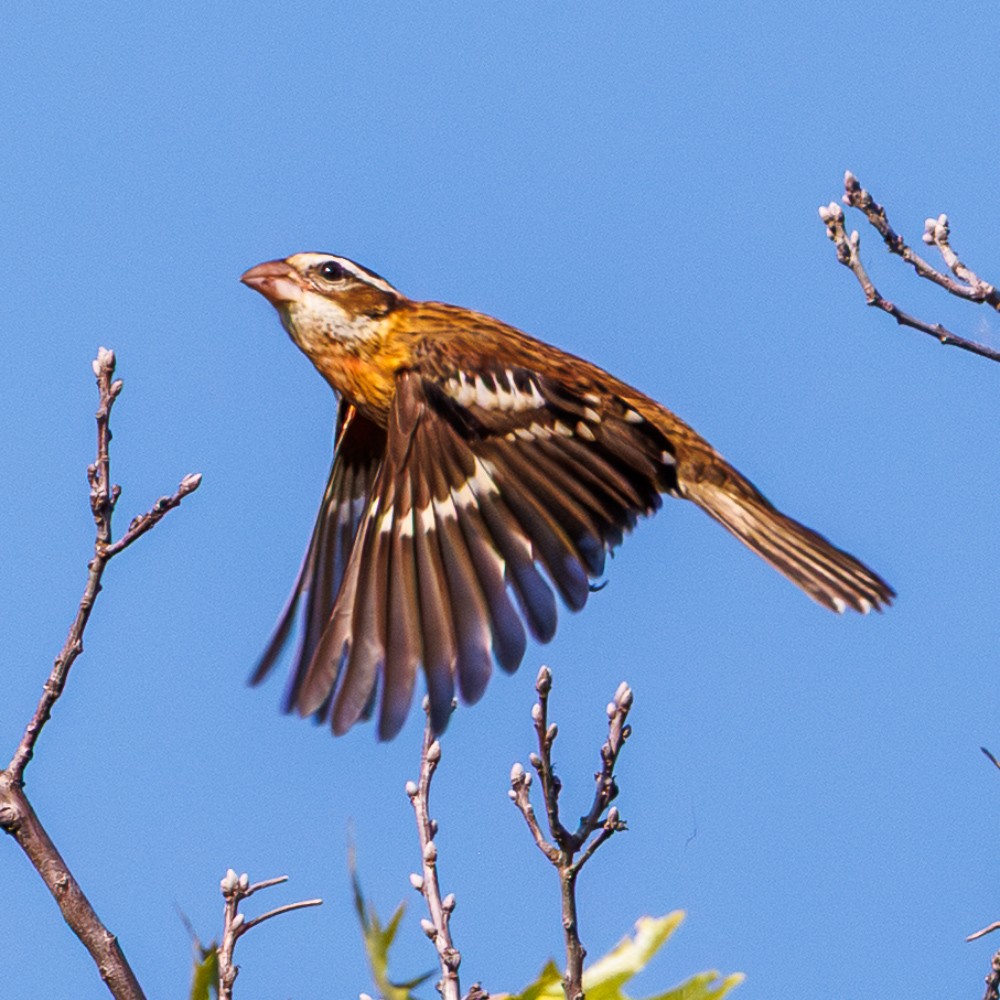 Rose-breasted Grosbeak - ML642909291