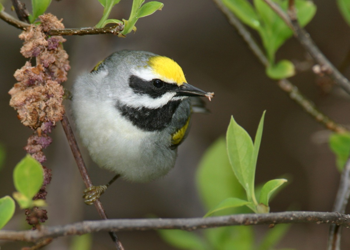 Golden-winged Warbler - ML642909295