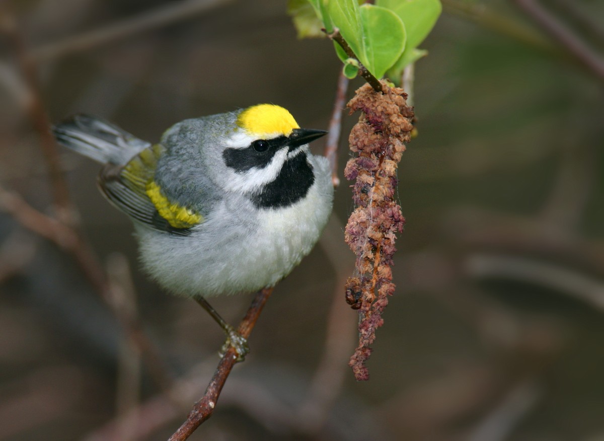 Golden-winged Warbler - ML642909296