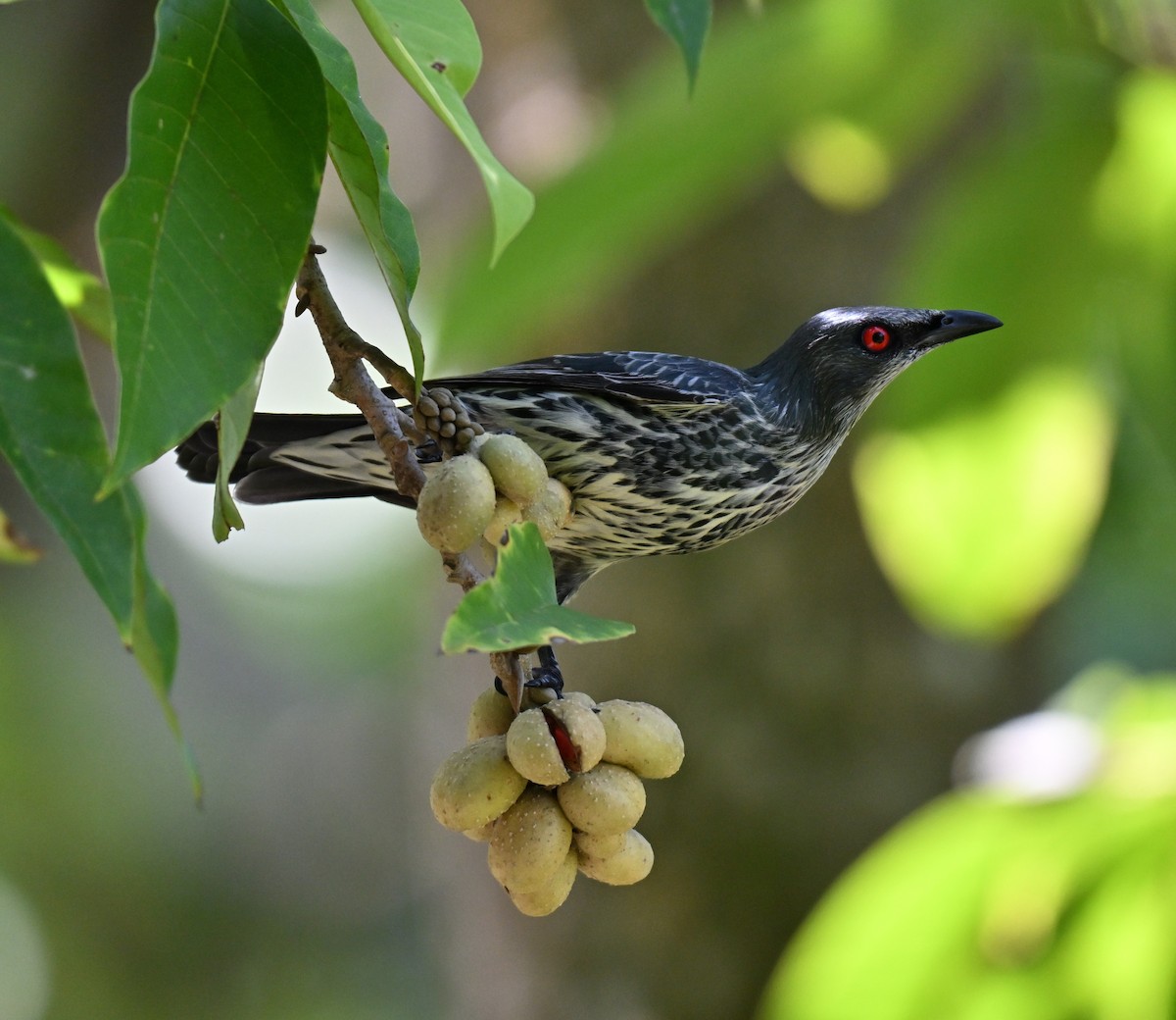 Asian Glossy Starling - ML642909299