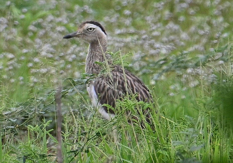 Double-striped Thick-knee - ML642909312