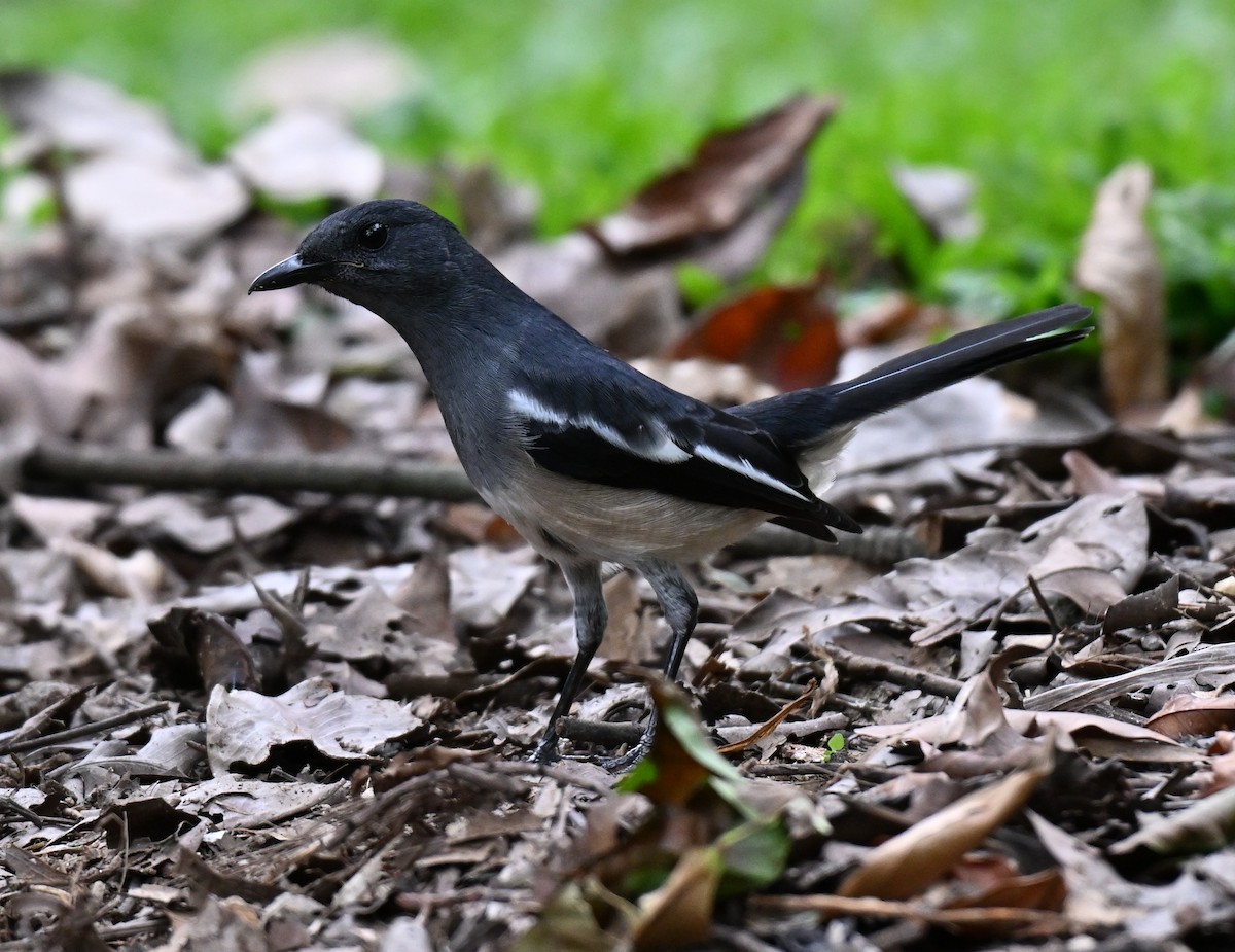 Oriental Magpie-Robin - ML642909313